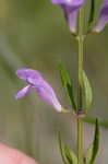 Helmet flower